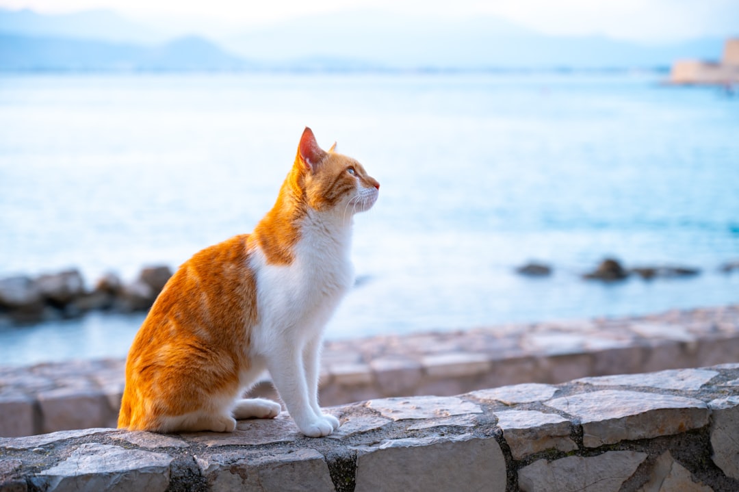 Photographing a community cat from a distance to check for an ear tip