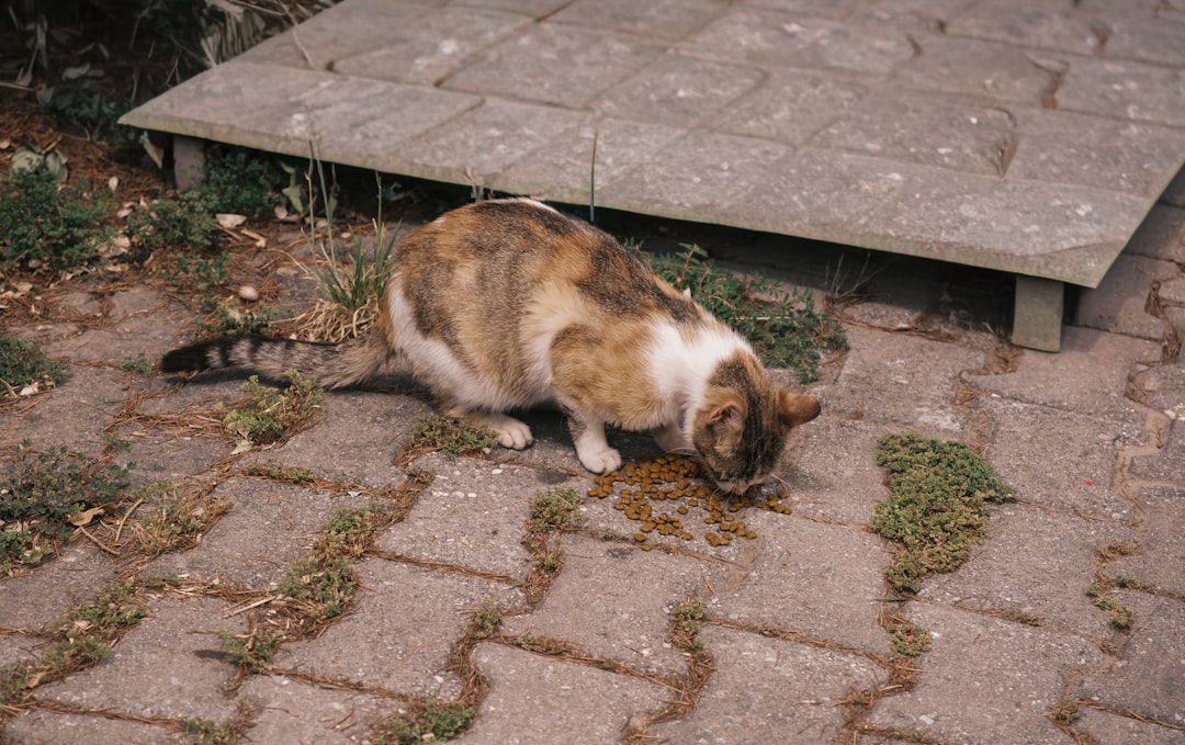 Deteriorating body condition across a colony is a capacity signal