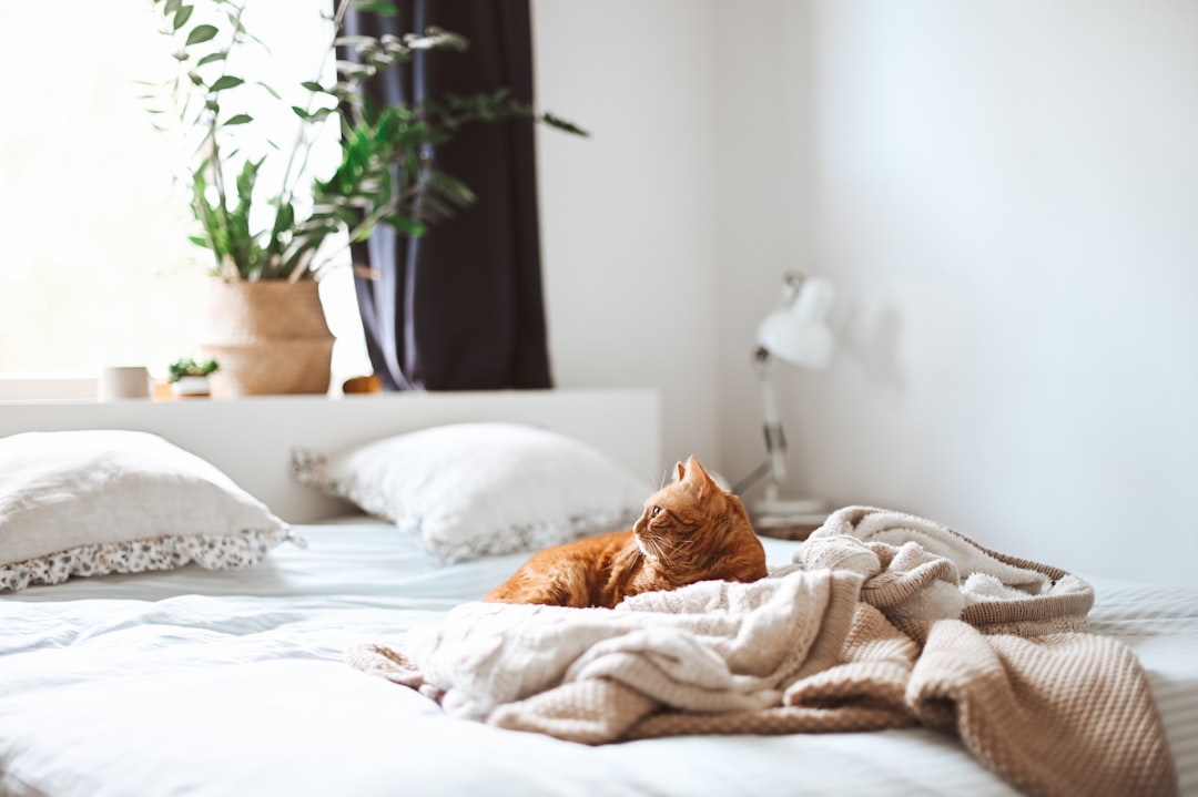An adopted cat resting comfortably at home in Porterville