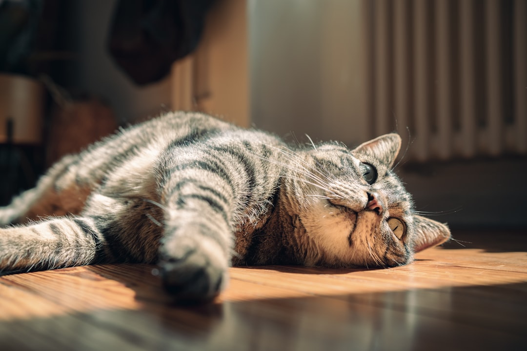 A protected cat on year-round preventive treatment