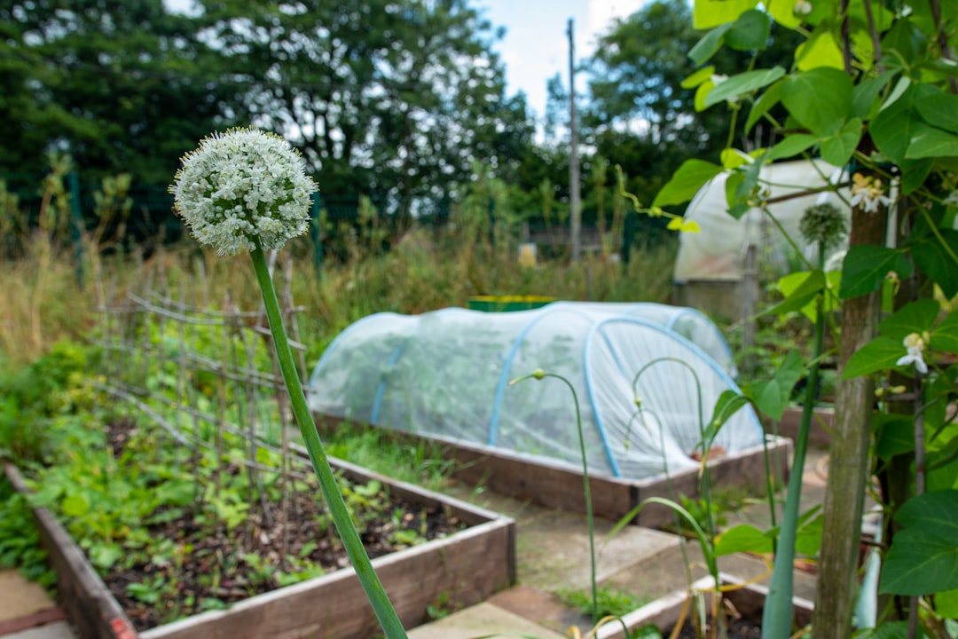 A vegetable bed that can be protected with simple deterrents