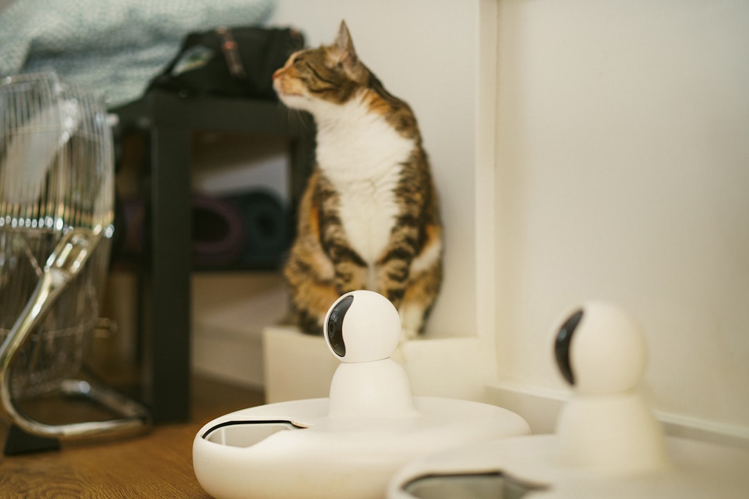 Puzzle feeders occupy cats during long absences