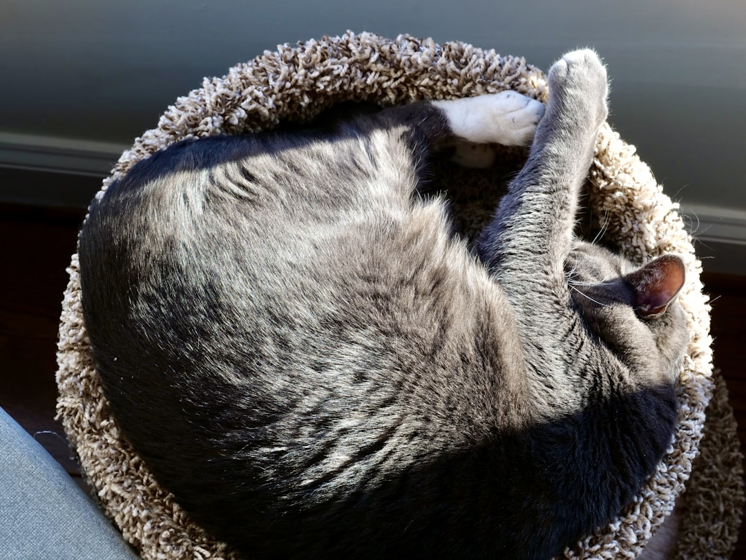 An adopted cat settled indoors in Reedley