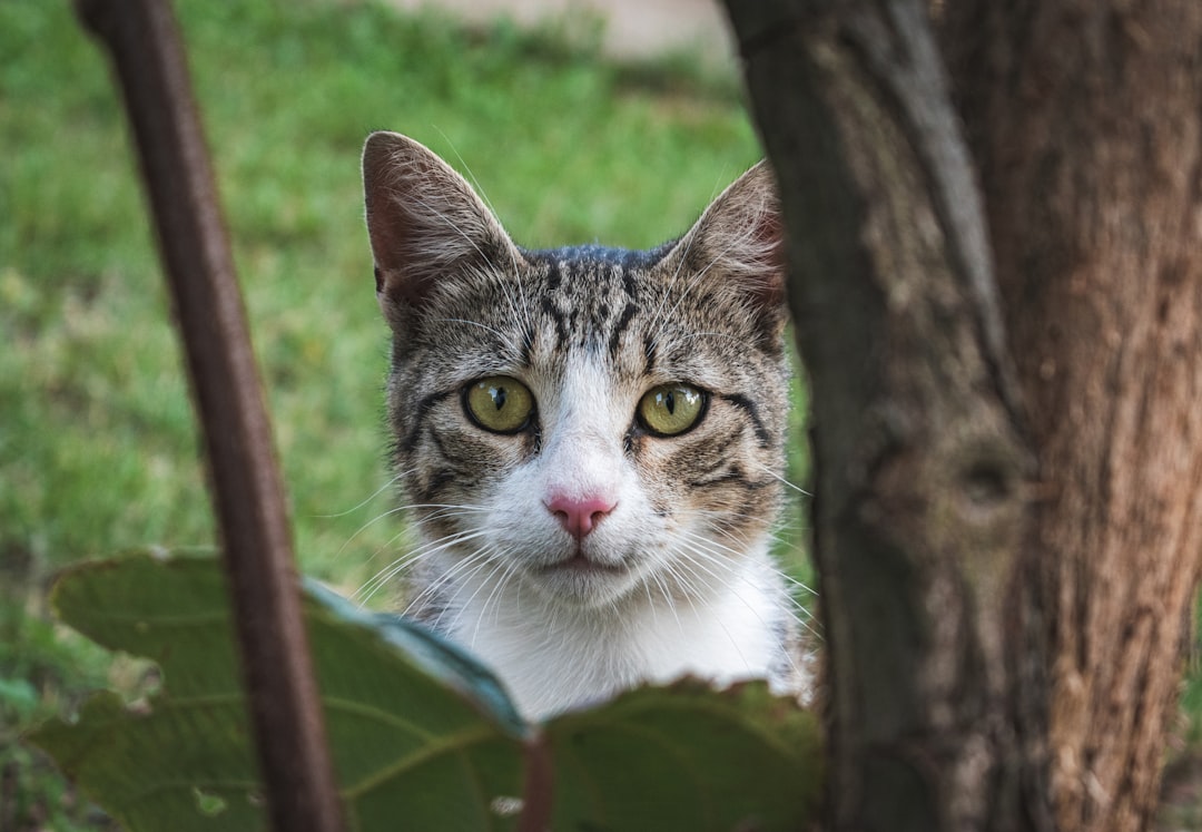 A community cat sheltering outdoors near Reedley