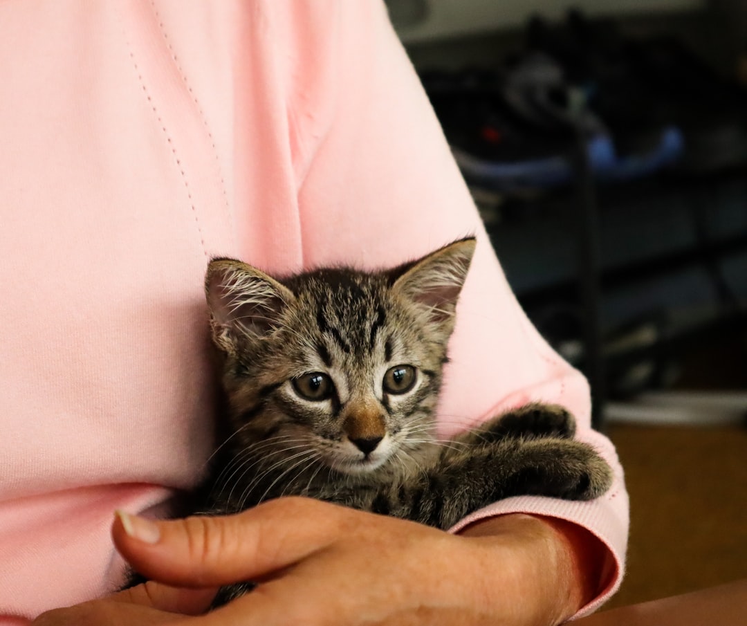 A foster volunteer caring for a kitten from the Reedley area