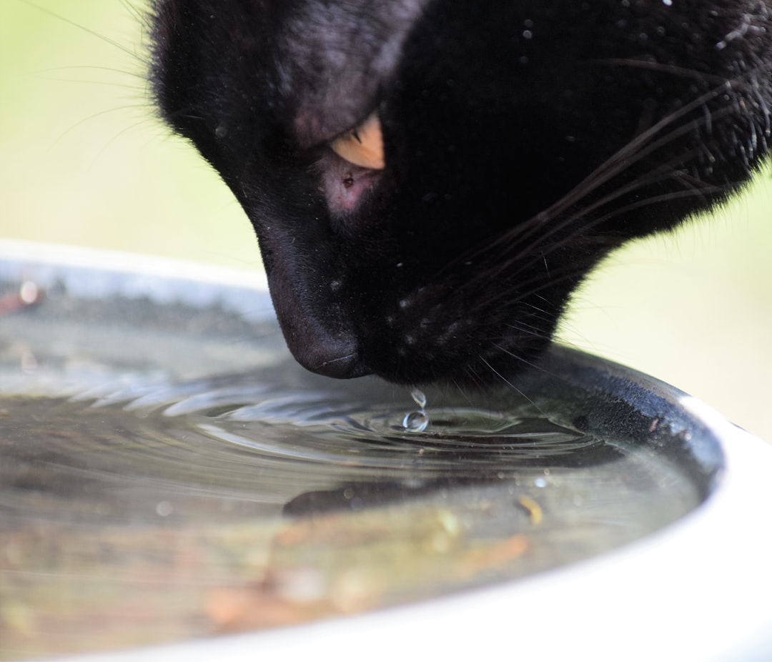 An outdoor cat drinking water during a hot Reedley summer