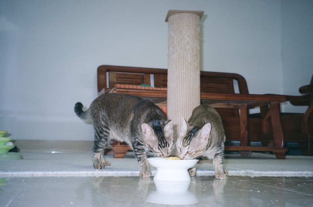 Establishing a feeding routine so a relocated cat learns where food comes from