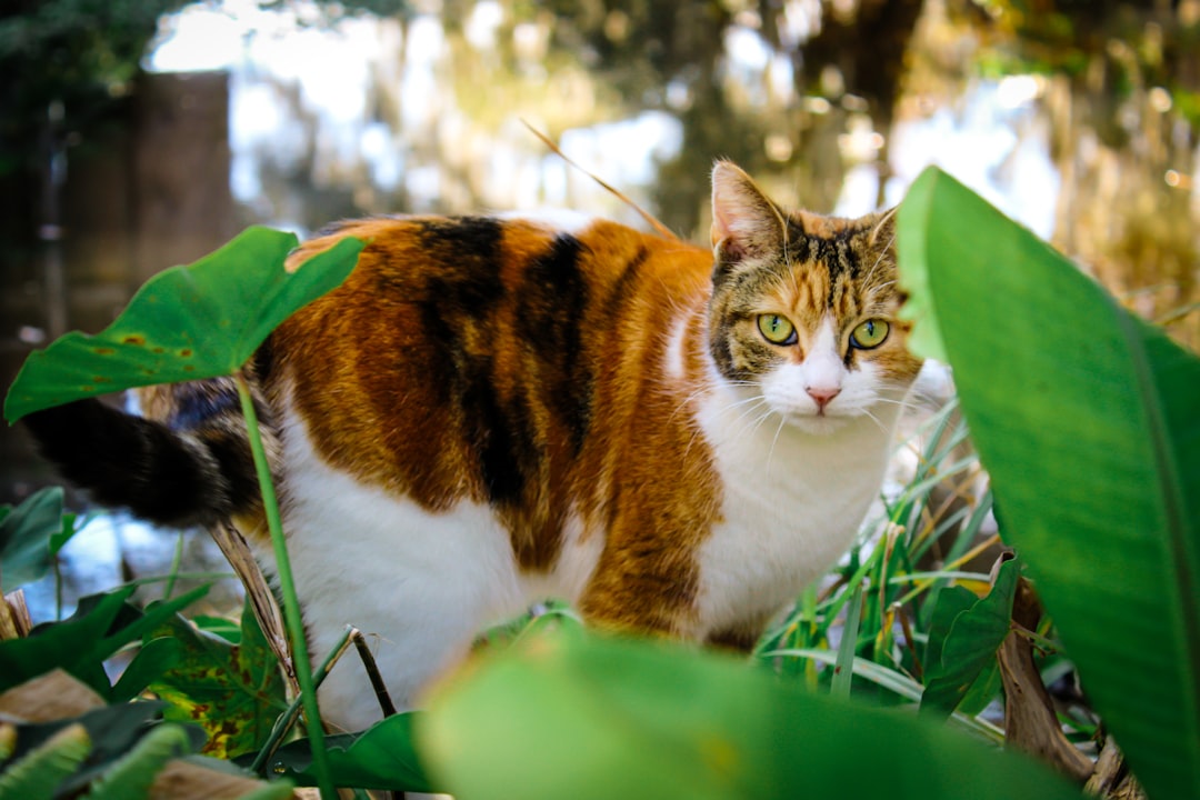 A relocated cat cautiously exploring after release from confinement