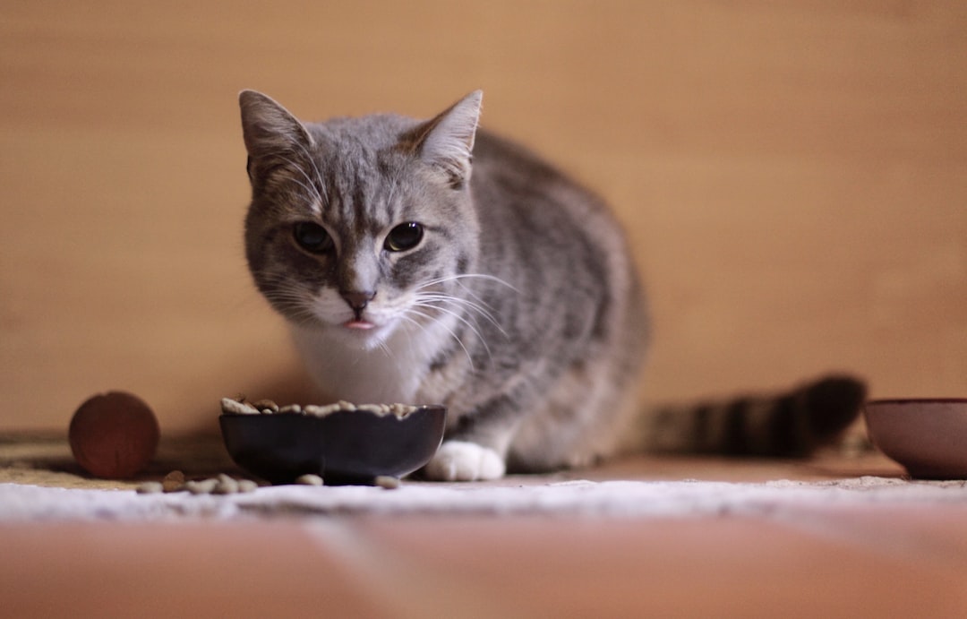 A therapeutic renal diet is the single most effective treatment