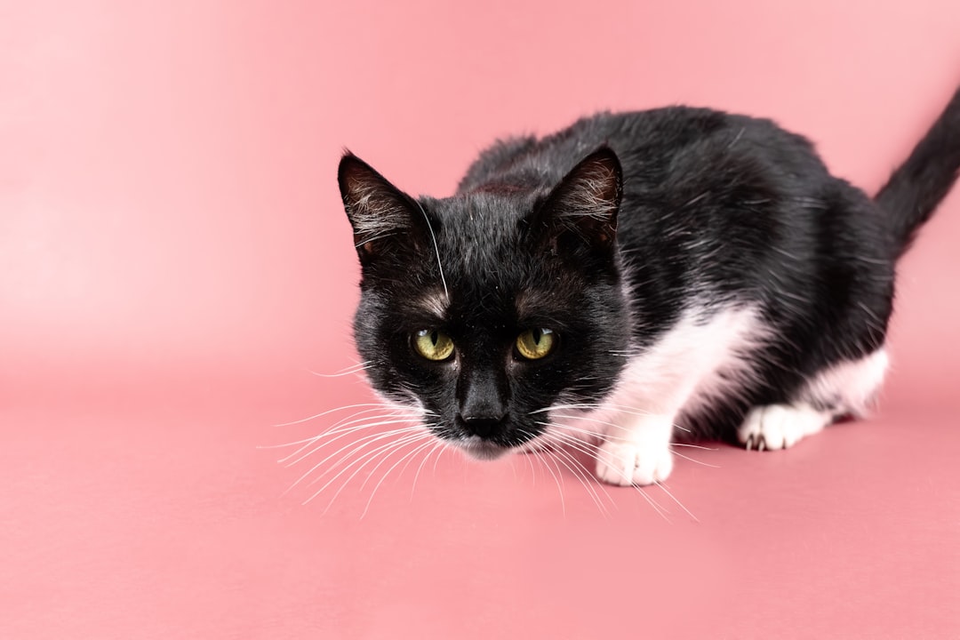 Photographing a rescue cat for its adoption listing