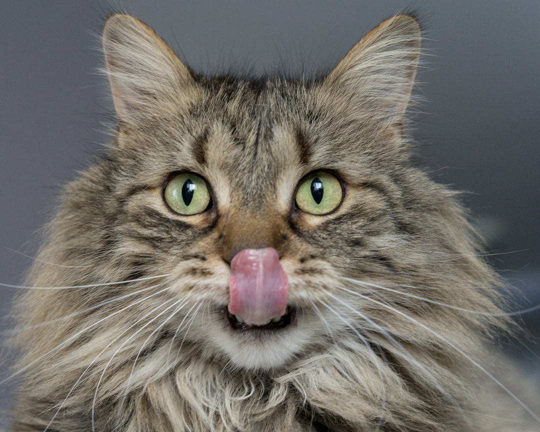 A rescue cat in good health after veterinary treatment