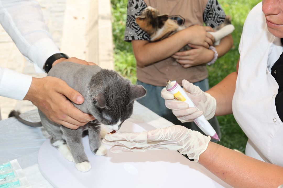 A rescued cat receiving its initial veterinary examination