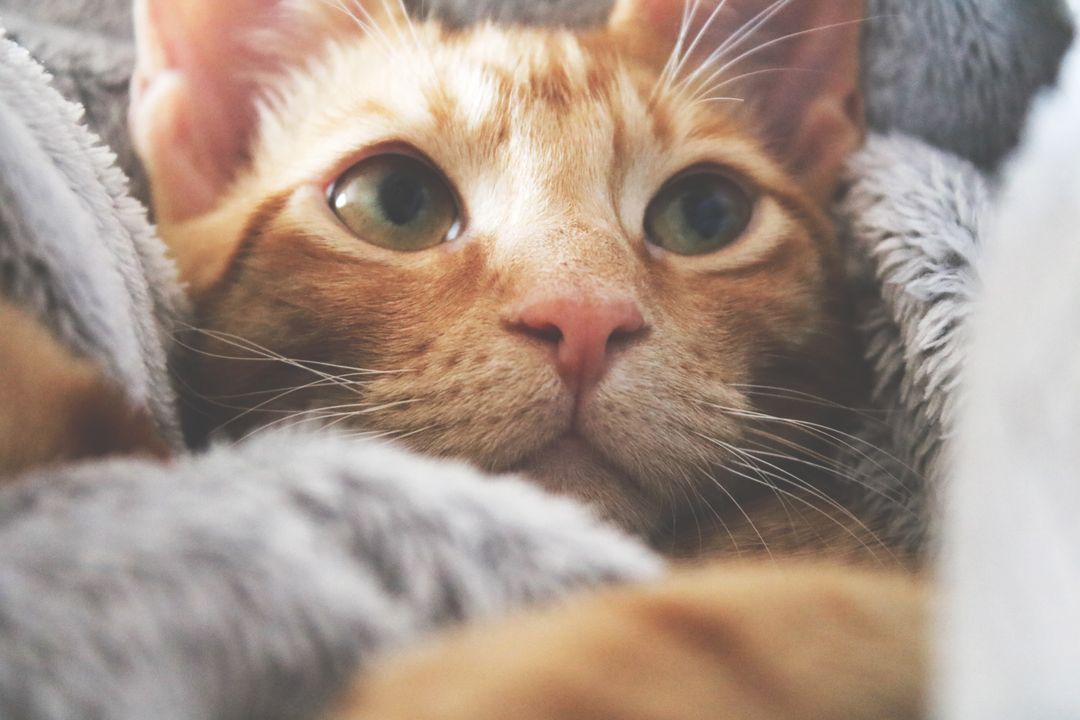 A healthy rescue cat, the outcome donations pay for