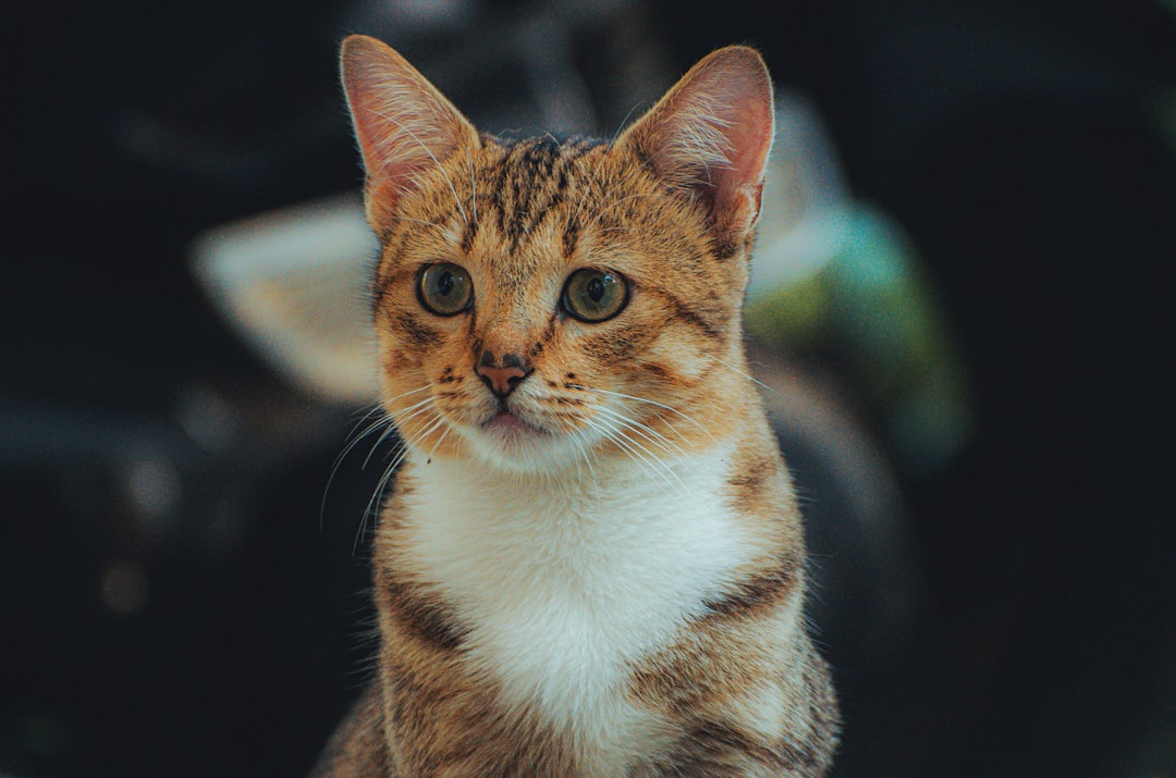 A clear portrait of an adoptable cat for a social listing