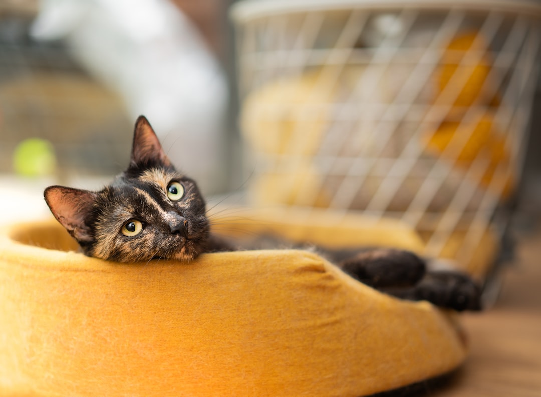 A rescued cat in a quiet quarantine room during its first two weeks