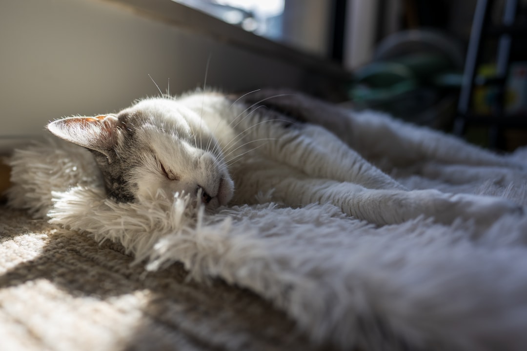 A formerly rescued cat settled permanently in its adoptive home