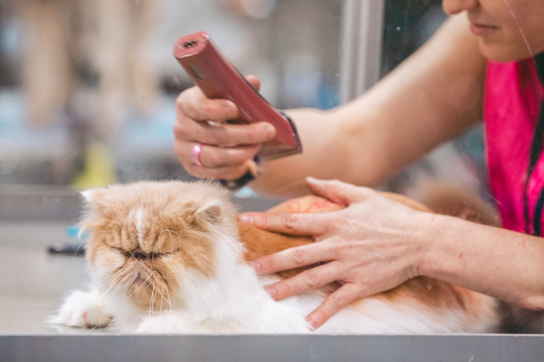 A volunteer socialising a rescue cat through gentle daily handling