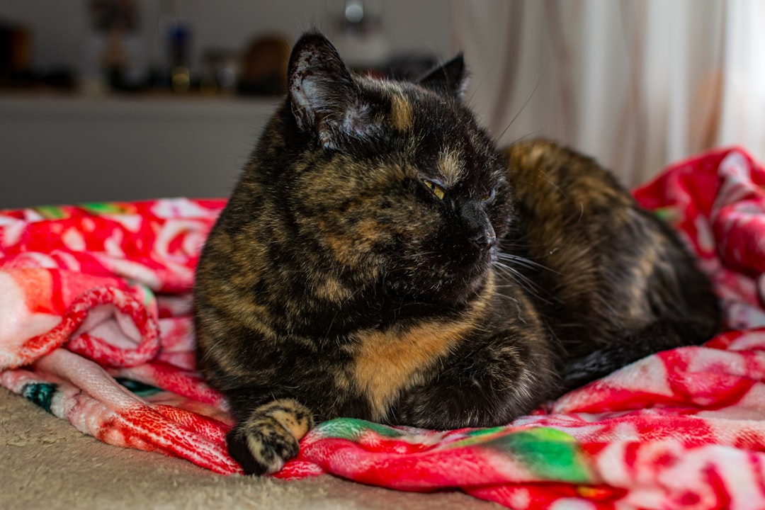 A rescue cat using donated bedding