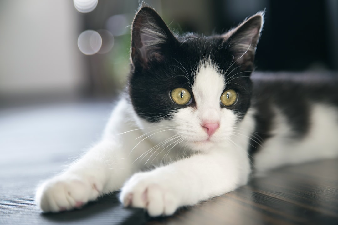 Good governance ultimately determines how many cats a rescue can help