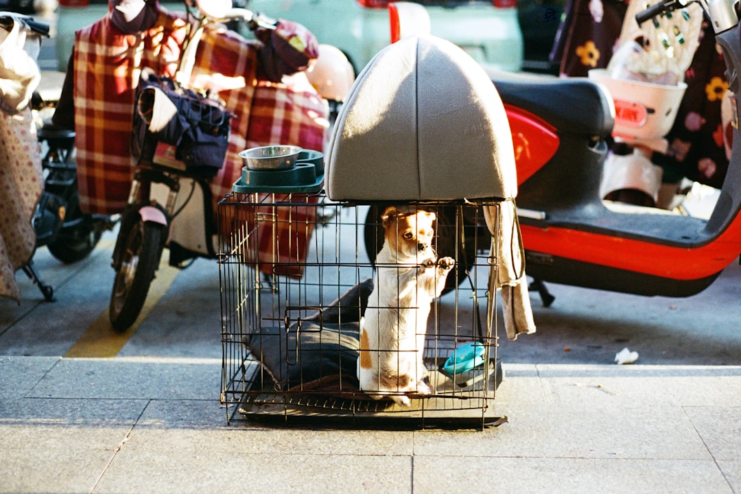 Scheduled blocks of rescue cats suit clinic planning
