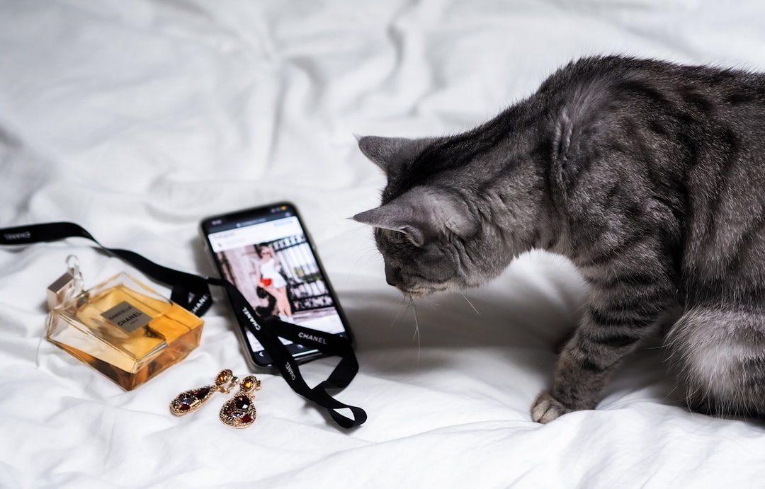 Running a Cat Rescue Social Media Account That Actually Works