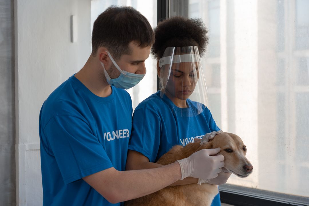 A volunteer handling a cat safely with appropriate technique