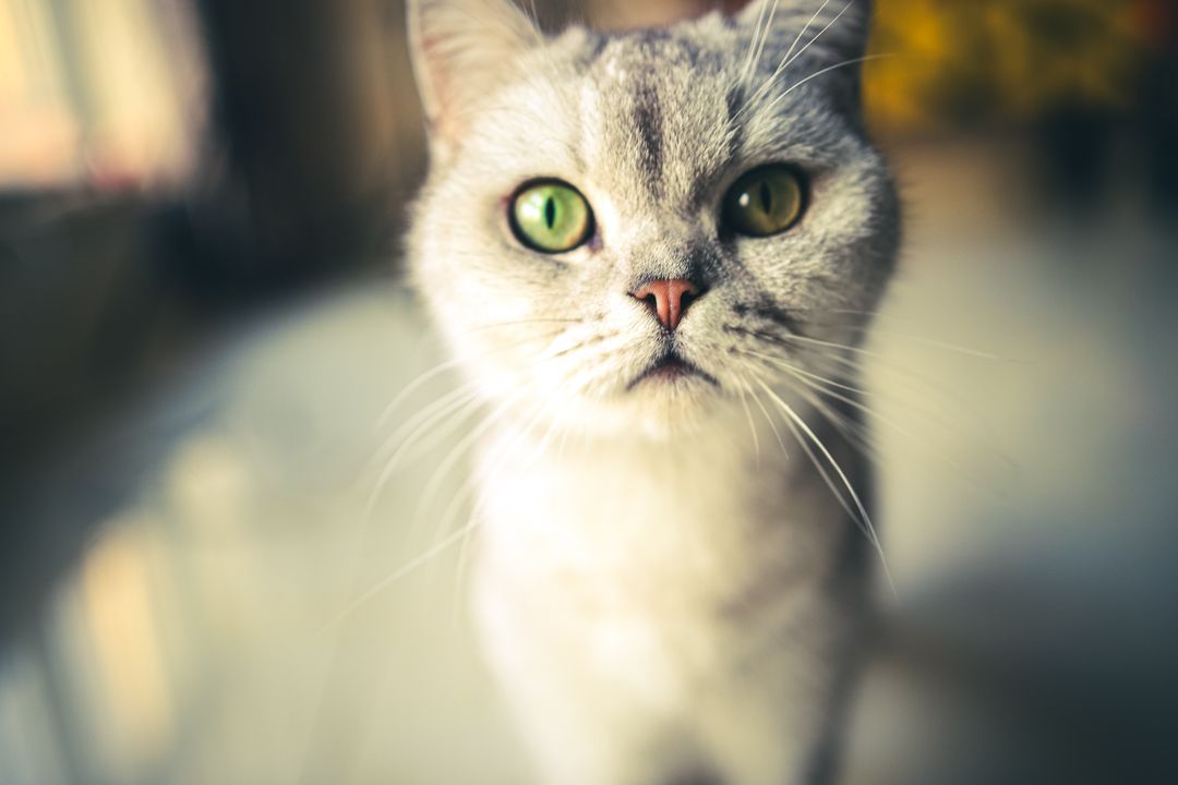 Rescue, Shelter or Breeder: Where Should You Get a Cat?