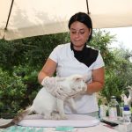 A veterinarian examining a rescue cat