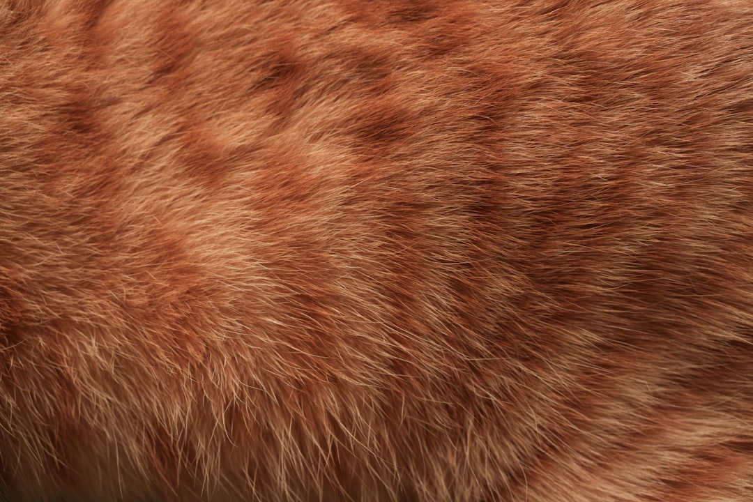 A veterinary examination checking for ringworm in a community cat