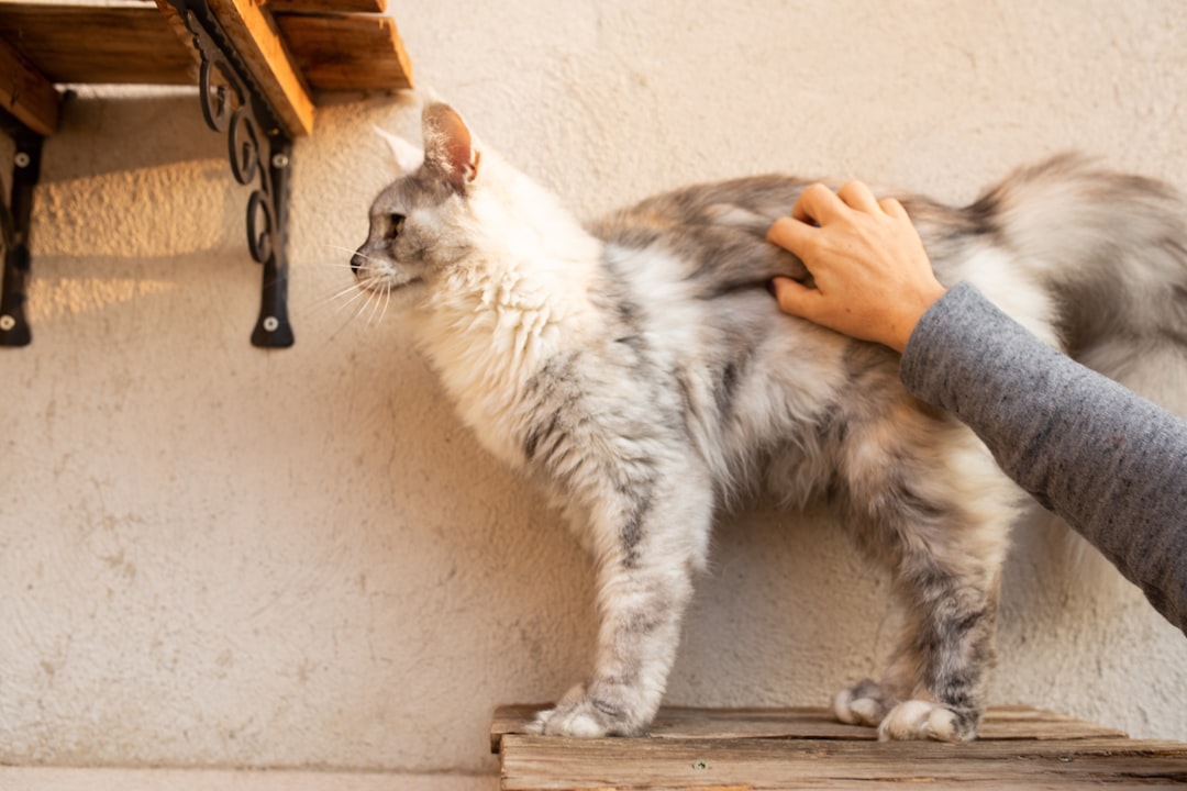 A cat having its skin and coat examined for ringworm