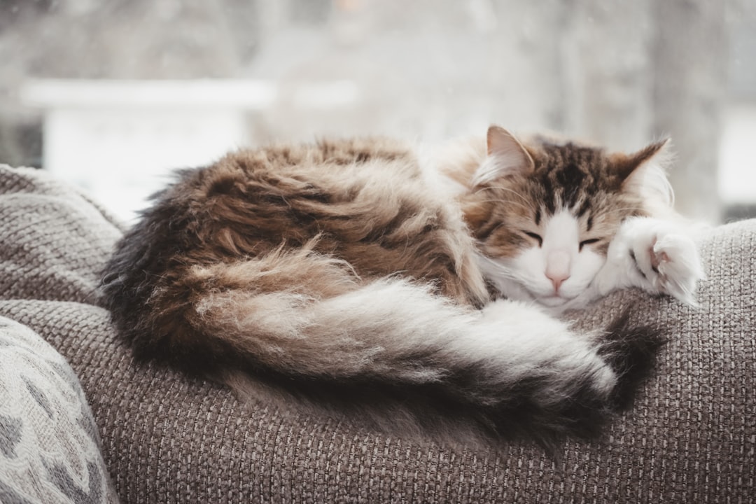 An adopted cat settled into its new home in Sanger