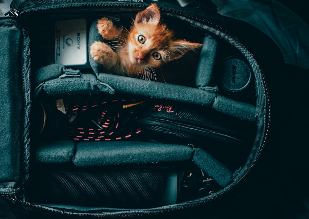 Travelling from Sanger to a Fresno shelter with a secure cat carrier