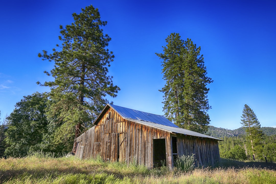 A rural property near Sanger where working barn cats are common
