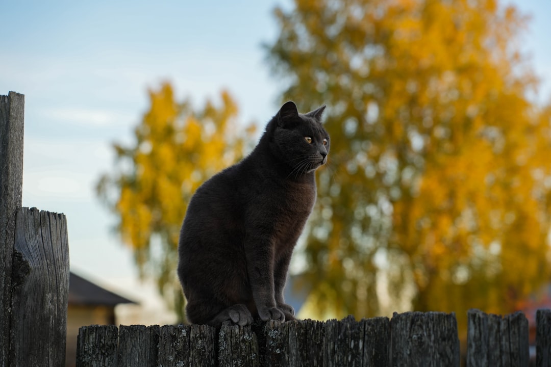 A free-roaming cat in Sanger, legally treated as a free-roaming agent rather than a stray