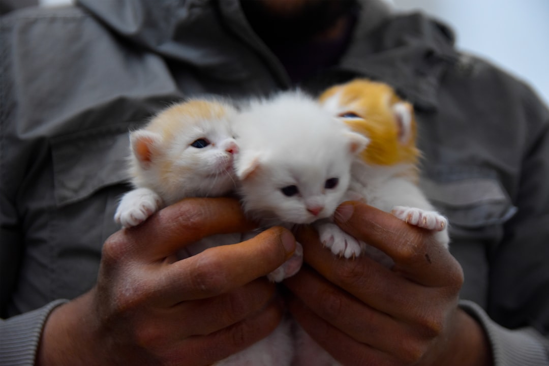 A kitten available for adoption near Sanger during kitten season