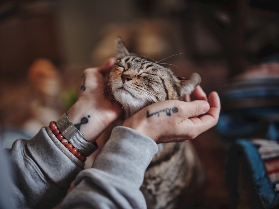 A quiet moment with a cat at the end of its life