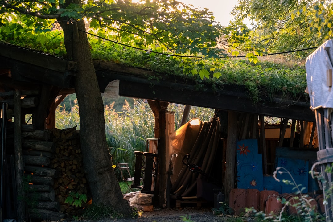 Sick cats hide in outbuildings and under structures