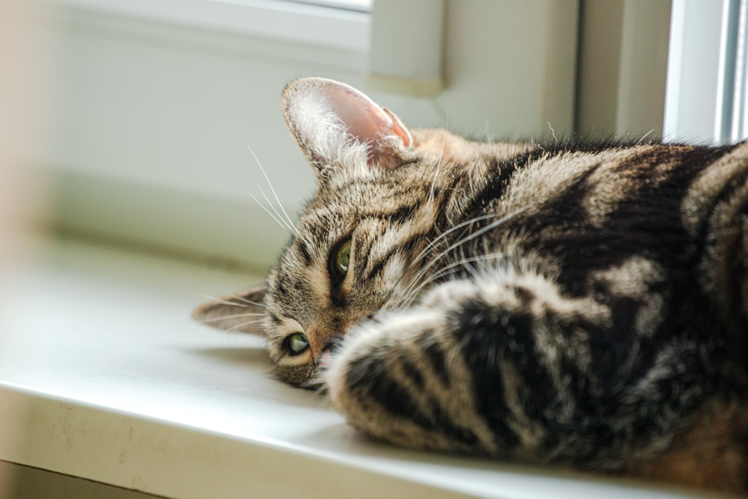 An adopted cat resting by a window in Selma
