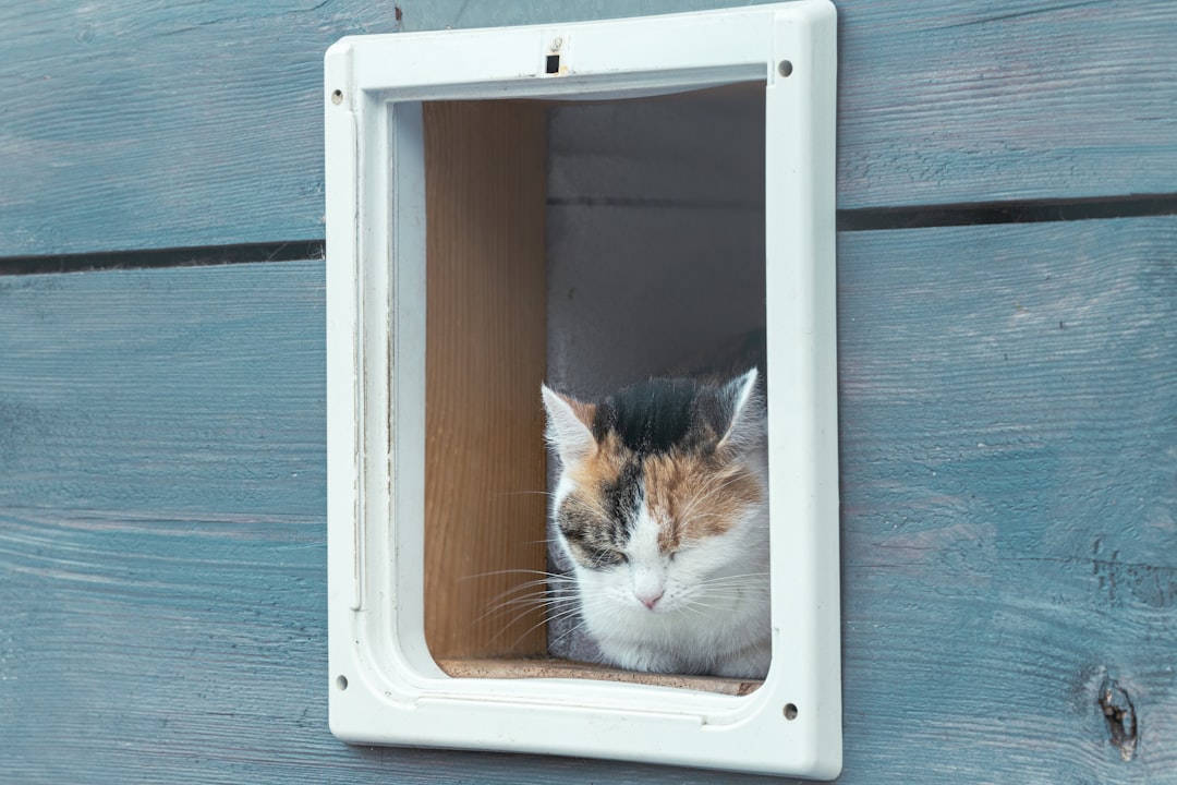 A cat waiting for adoption at a shelter serving the Selma area