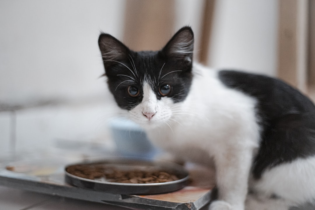 A newly adopted cat eating in its new Selma home