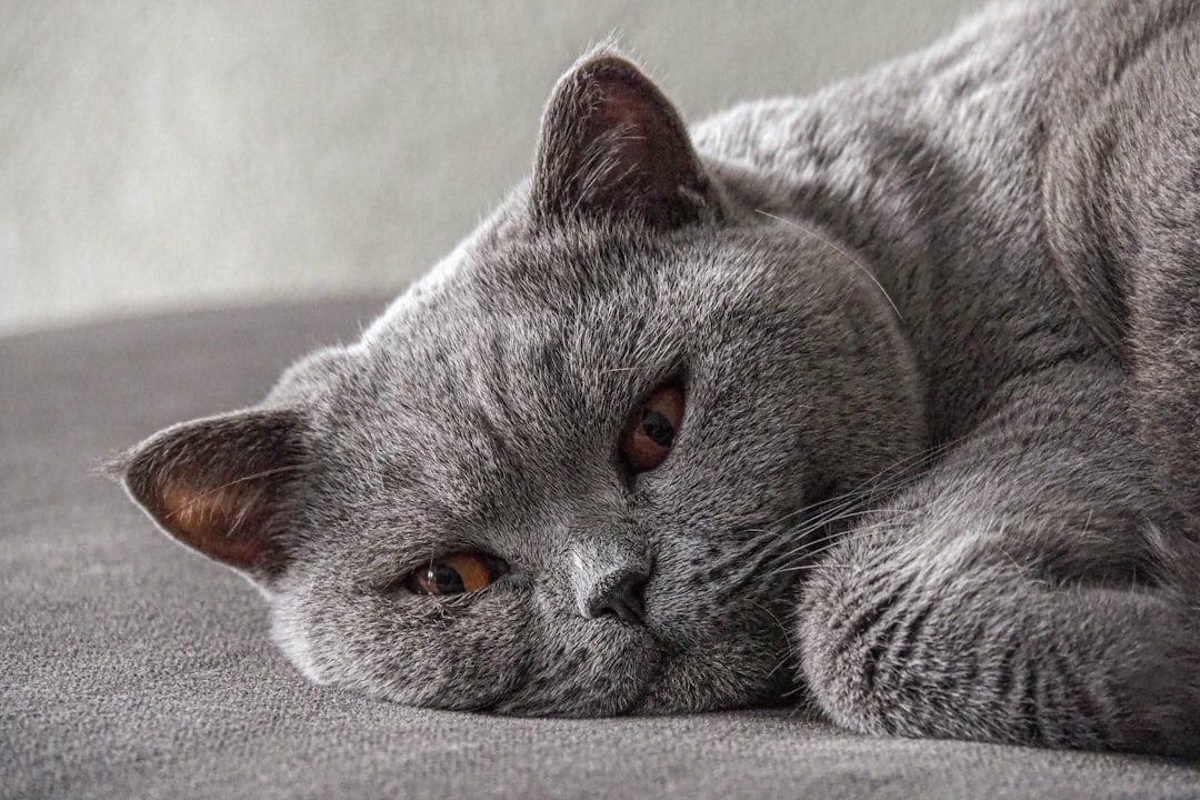 A senior cat showing coat and condition changes with age