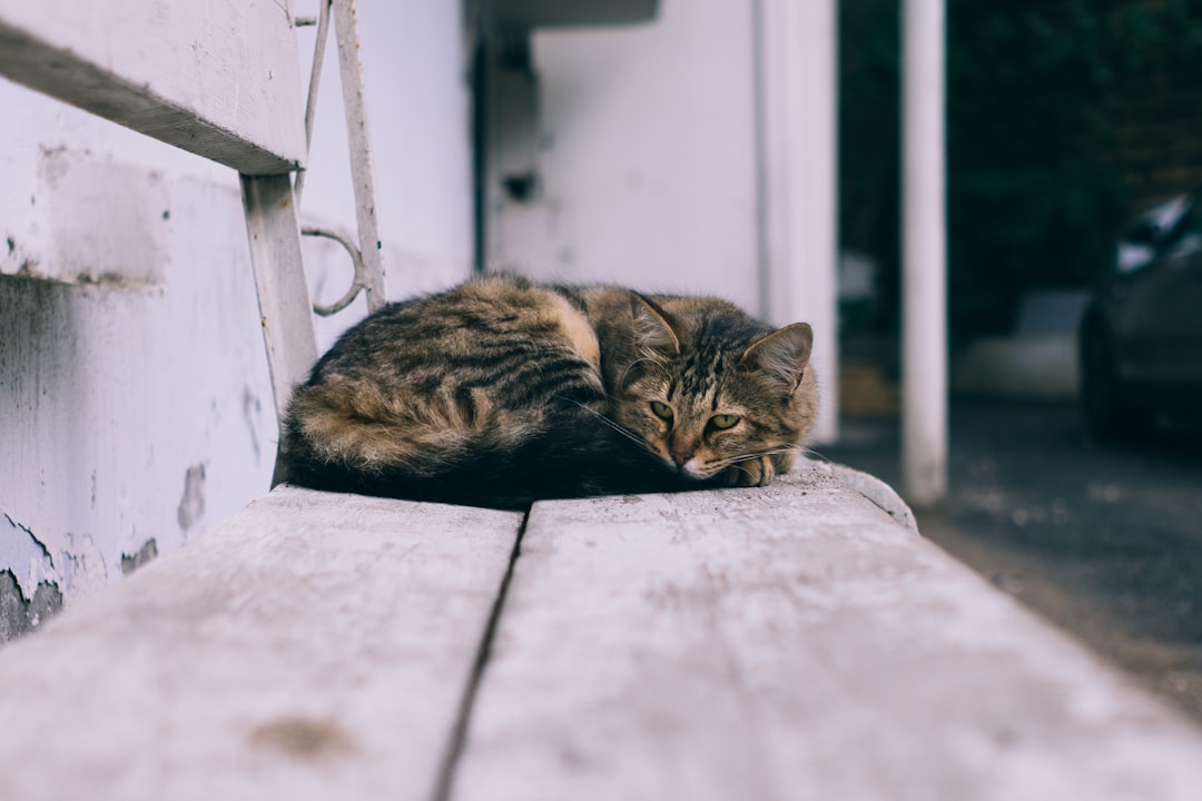 Coat changes in older cats often signal an underlying problem