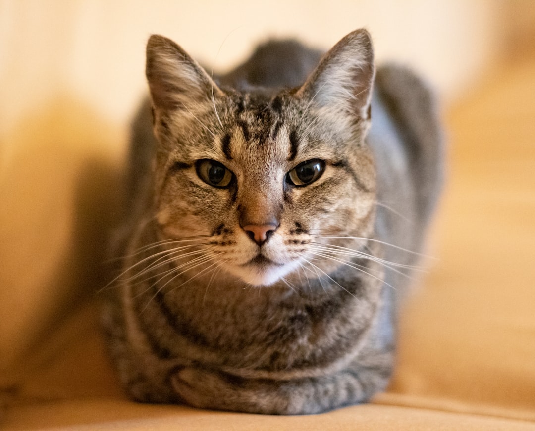 Loud night-time yowling in a senior cat can indicate cognitive decline