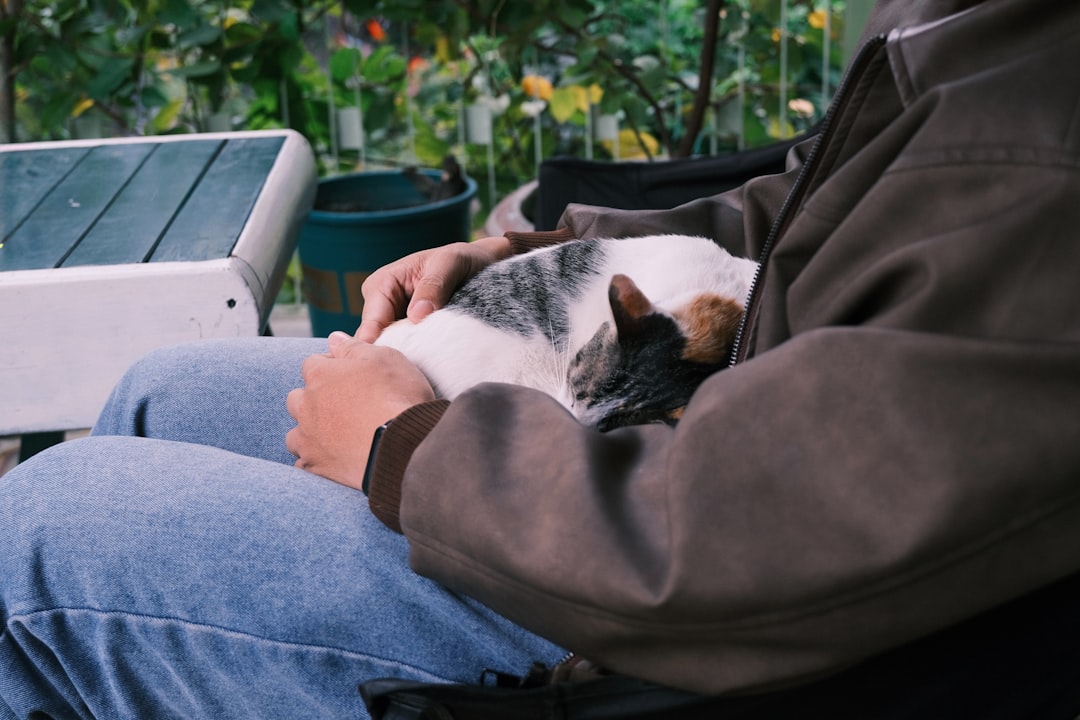 A well-supported senior cat at home