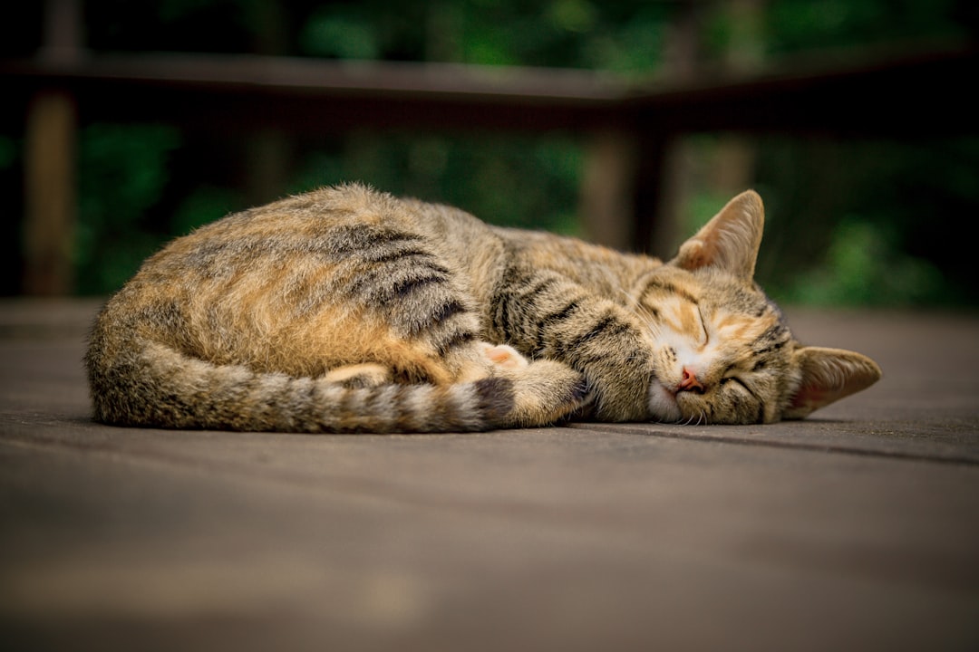 A cat with well-managed kidney disease maintaining good quality of life