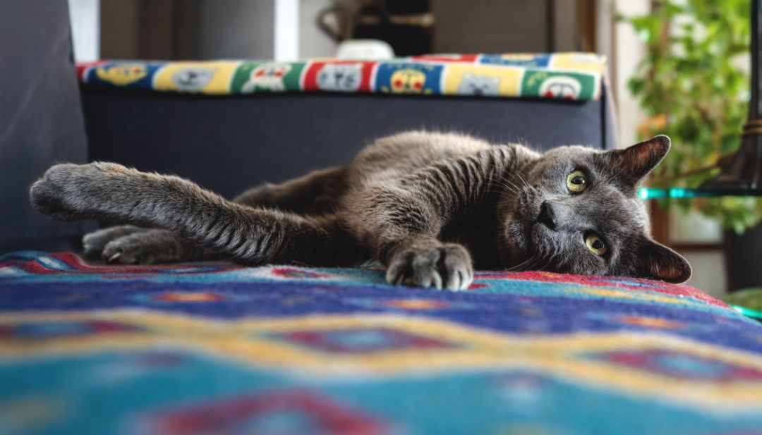 A senior cat whose long-term care has been planned for