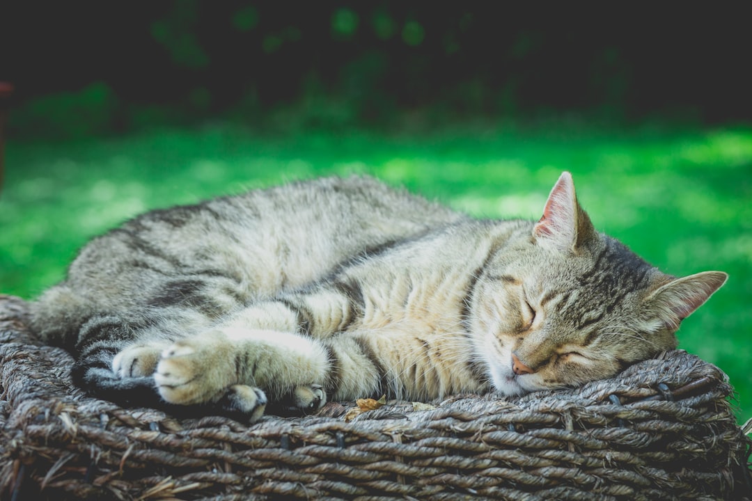 Older cats benefit from regular hands-on checks