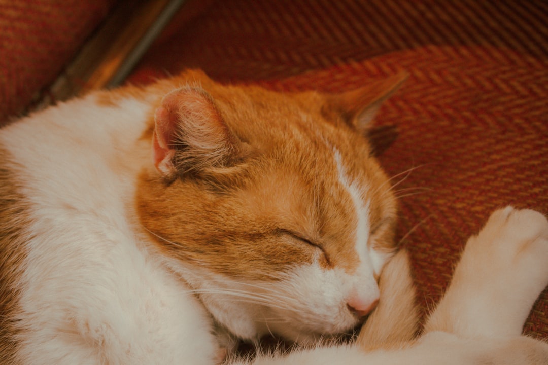 Routine screening bloodwork matters most in older cats