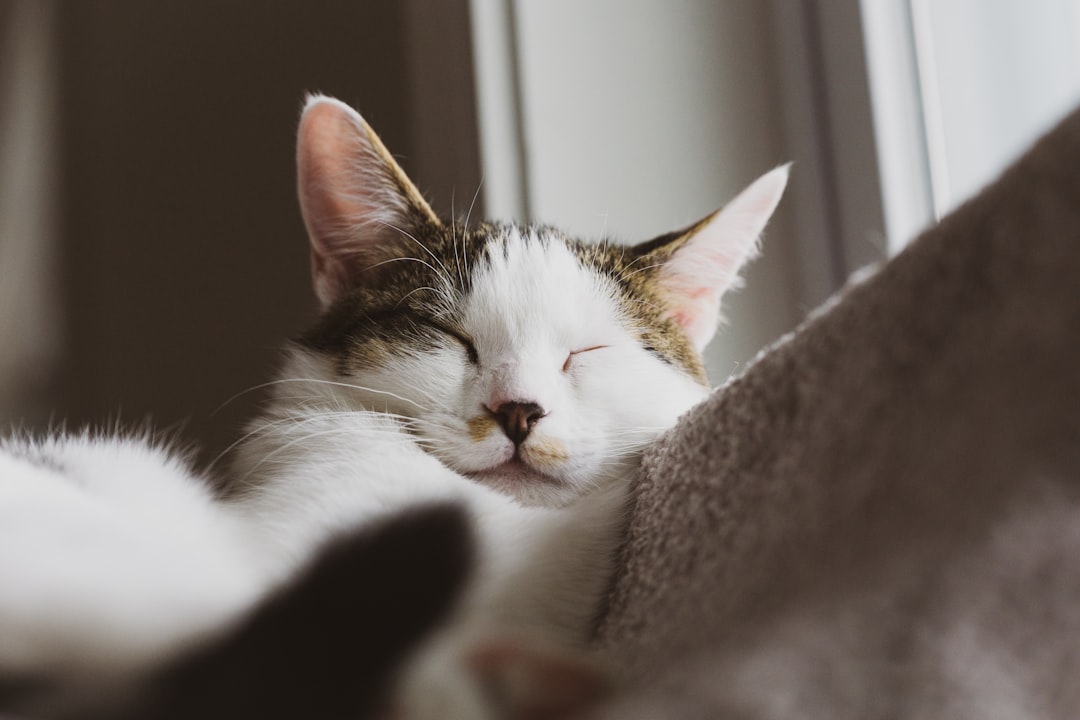 A stable, familiar environment helps a cognitively impaired cat