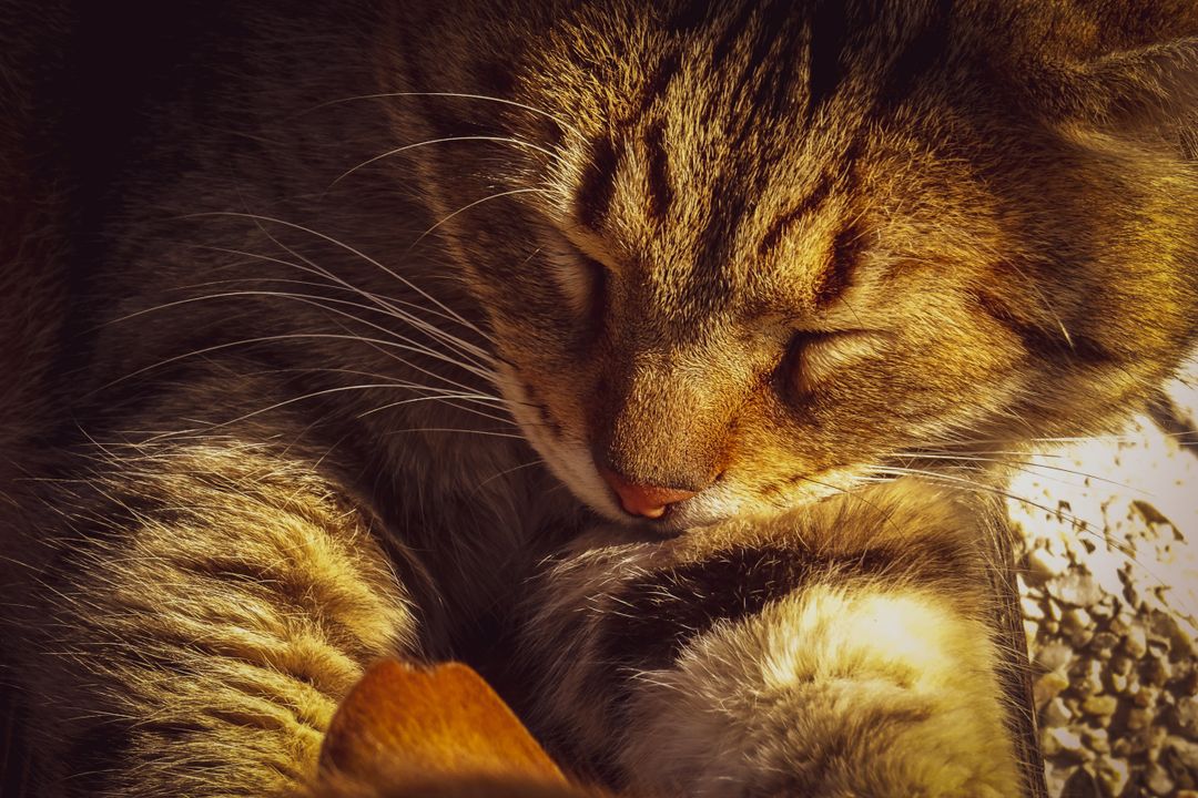 A senior cat, which benefits from twice-yearly veterinary visits